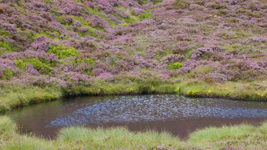 Camera slowly pans across tranquil pond, wildflowers, and hills under soft natural daylight