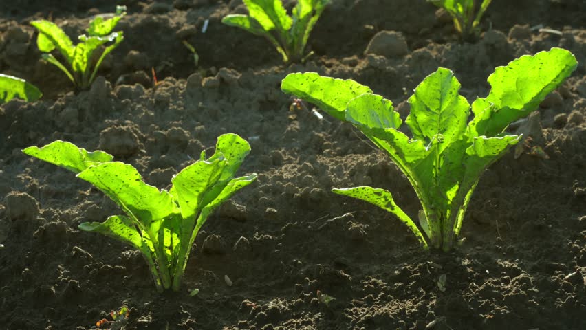 Young beet plants sprout from the rich soil in a thriving field, soaking up sunlight and preparing for future harvest.