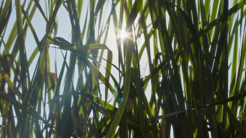 Close up of green reed grass swaying with wind on river bank or in country garden as decorative vegetation, copy space