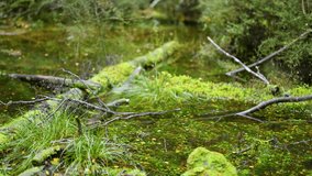 A single water drop splashes into a forest puddle, creating ripples and droplets. Natural daylight - Powered by Shutterstock - Get 15% off with code: PIKWIZARD15