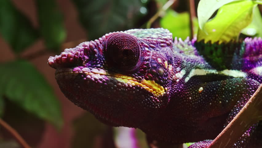 Furcifer pardalis. A stunning close-up of a panther chameleon showcasing its vivid purple, green, and yellow scales while perched on a branch in a lush, naturalistic enclosure - Powered by Shutterstock - Get 15% off with code: PIKWIZARD15