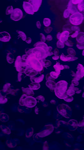 Jellyfish swimming in an aquarium. Selective focus.