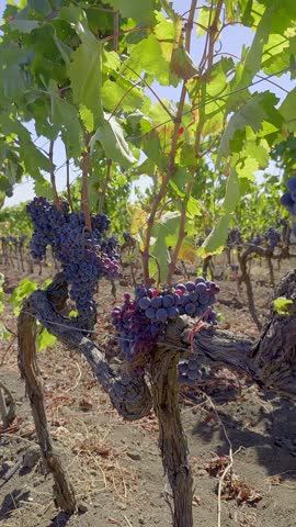 Vertical screen. Bunches of purple grapes on the vine in the garden, in vineyard in Sicily