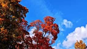 Autumn-colored tree canopies in Bauska, Latvia - Powered by Shutterstock - Get 15% off with code: PIKWIZARD15