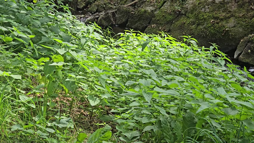 Camera pan over green nettle field in summer nature.