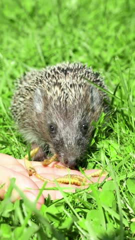 Small hedgehog approaches hand on grass, sniffs and eats food directly from palm, moving closer frame by frame showing calm curiosity in natural setting