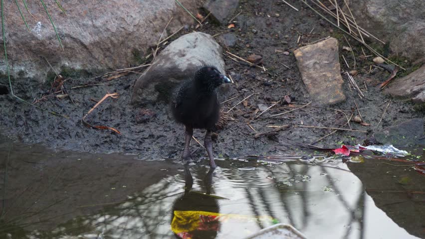 A chick of Australasian swamphen (Porphyrio melanotus) standing on muddy ground, preening its dark-coloured plumage, close up shot.