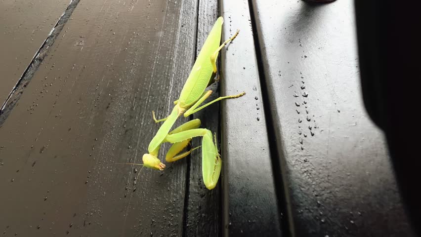 A close-up video of a green praying mantis walking slowly on a dark wooden surface. Detailed macro footage showing its natural movement and texture