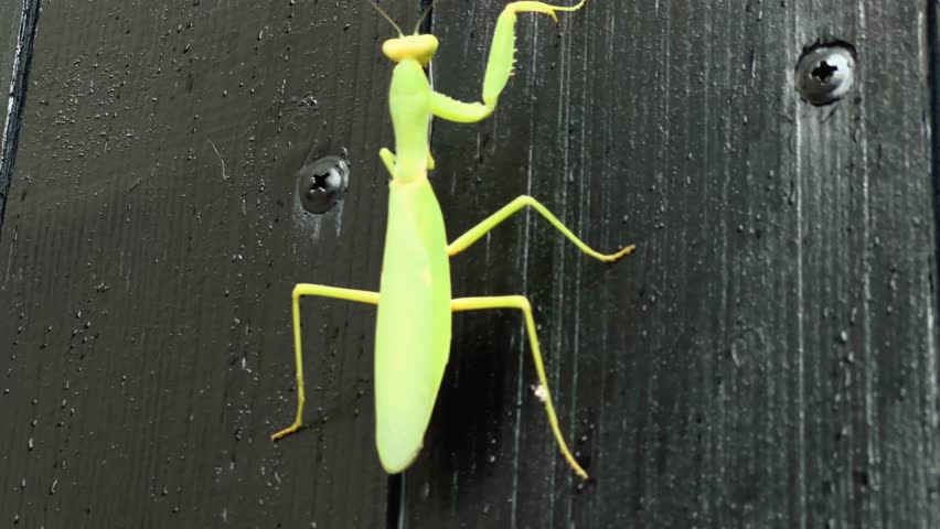 Macro video of a green praying mantis climbing on a dark wooden surface after rain. Detailed close-up showing its graceful movement and natural camouflage
