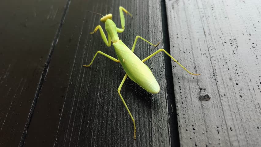 Close-up of a green praying mantis on a dark wooden surface. Macro nature video showing details of this fascinating insect