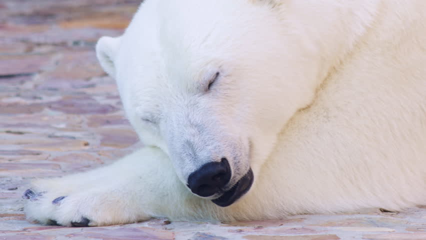 A tight close-up shot of a polar bear (Ursus maritimus) resting its head on its paw, appearing to be asleep. Shows its thick white fur and black nose