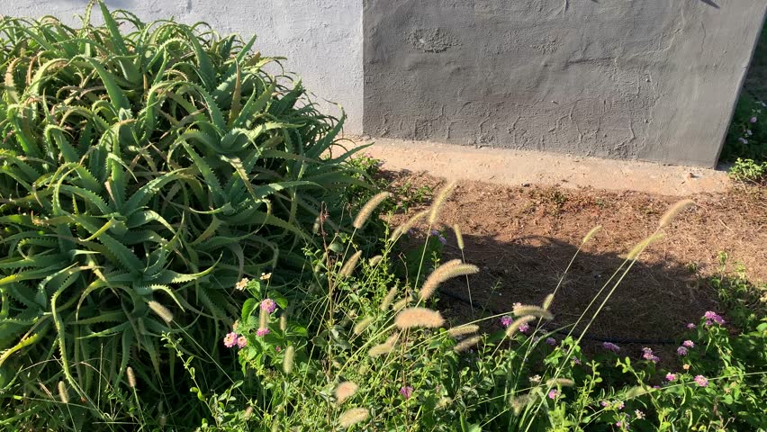 A large aloe vera plant is grown to make natural juice, or it