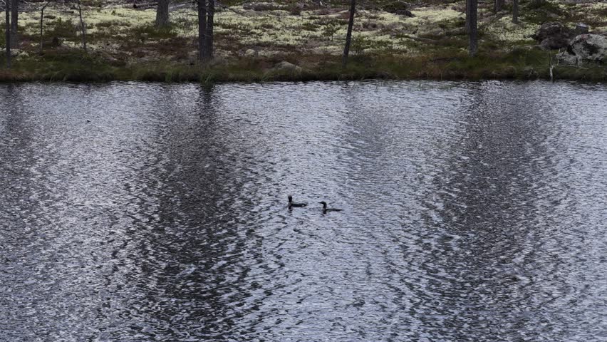 A pair of American Coots swimming calmly side-by-side through dark rippling pond water, with a forested shoreline and mossy ground in the background