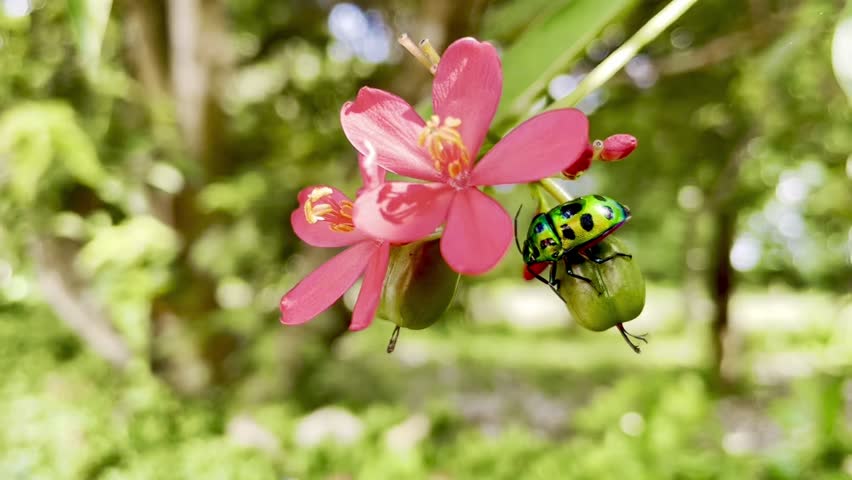 Spotted Cucumber Beetle Crawling Behind Red Flower in Macro View