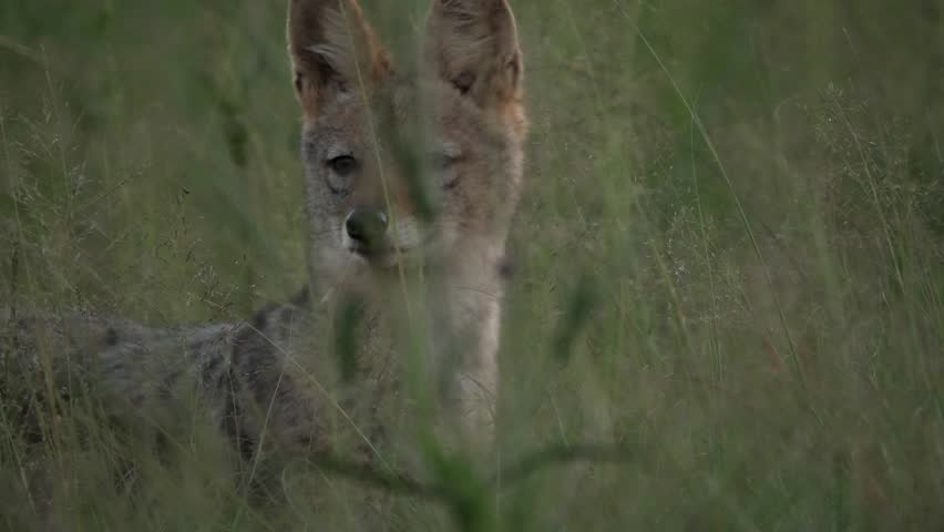 Close-up: face of Black-backed jackal searching between long grass for prey, alert and pounces