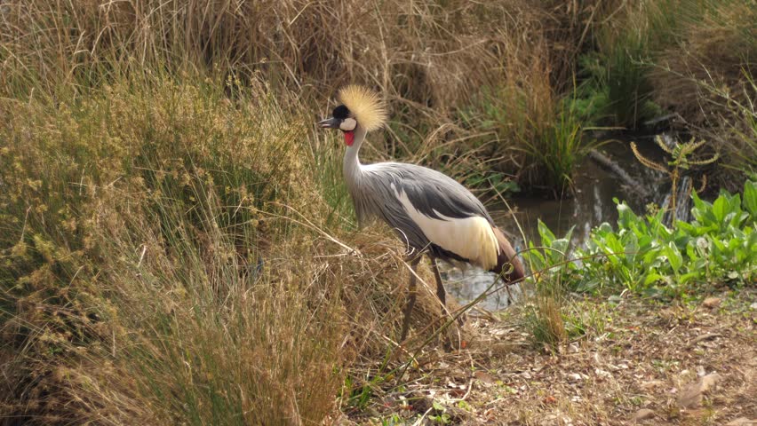 Crowned crane eats grass seeds atop reedy plant at waters edge