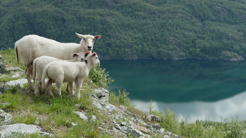A family of sheep stands on a cliff overlooking a Norwegian fjord. Mountains can be seen in the background, reflected in the flat, calm water.