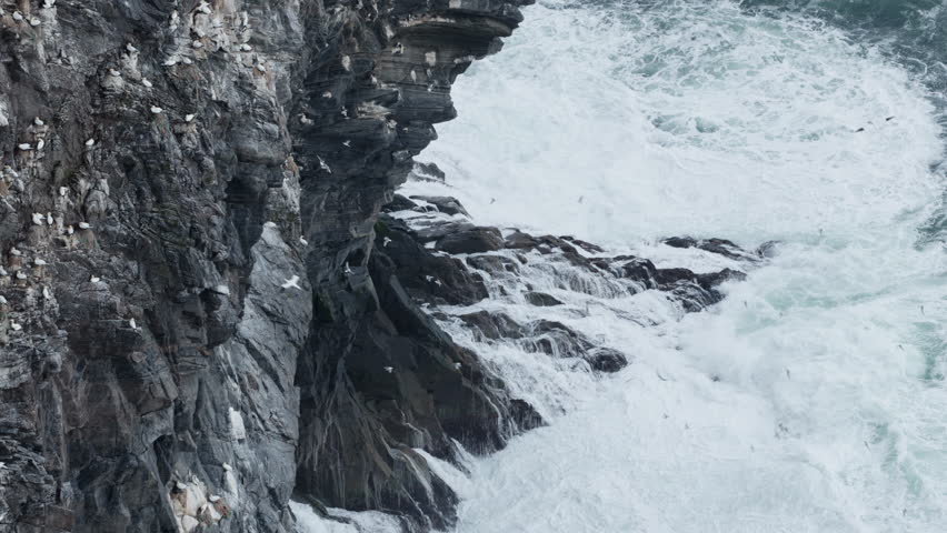 Slow motion footage of northern gannets nesting on a cliff on the island of Runde in Norway. At the bottom of the cliff, high waves crash against the rock face.