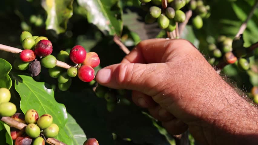A Close-up of a hand holding a coffee branch with ripe red and unripe green cherries under sunlight