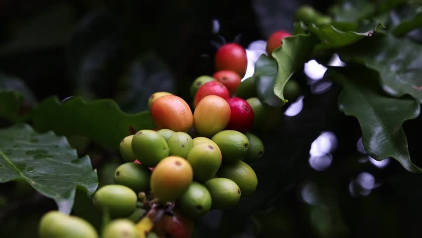 A Close-up of green coffee cherries growing in clusters on branch surrounded by leaves in sunlight