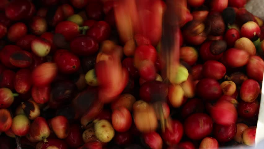 A Close-up shot of mixed ripe and overripe coffee cherries inside white sack during harvest day