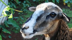 A Close-up shot of brown goat chewing leafy plant, showing teeth and alert expression outdoors - Powered by Shutterstock - Get 15% off with code: PIKWIZARD15