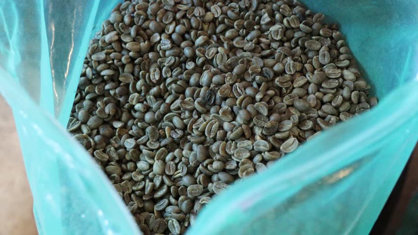 A Close-up shot of green coffee beans stored in blue plastic bag ready for transport or roasting