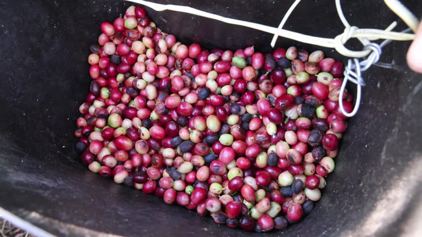 A Close-up of freshly picked red and green coffee cherries inside a black harvesting bucket outdoors