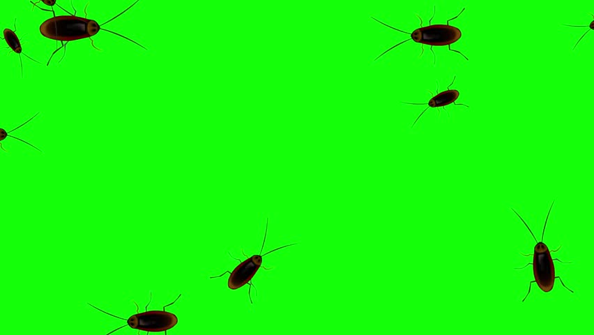 Animated video of cockroaches walking on a green background, 2D, art, insect.