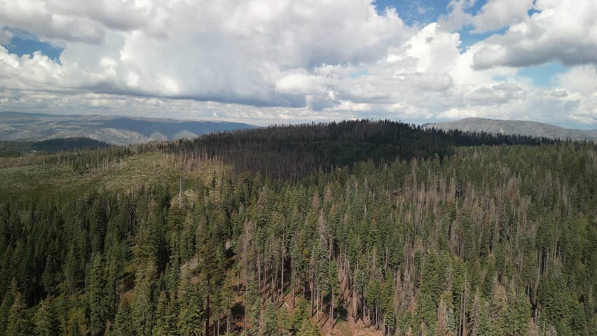 Aerial of pine forest in Plumas National Forest in north California