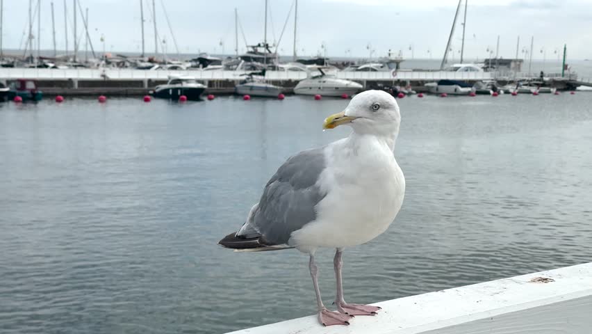 A seagull stands calmly on a white railing by the water
