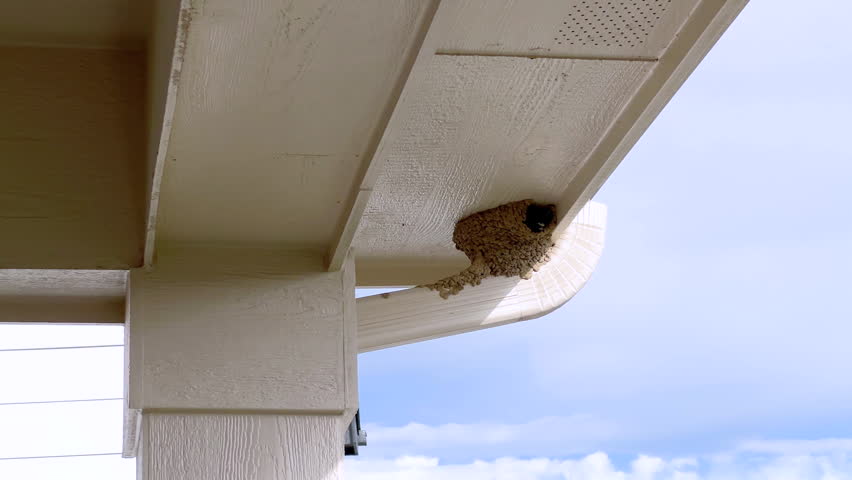 Close-up view of a birds nest tucked under the roof of a suburban house, captured against a clear blue sky. The nest is situated near the houses gutter system, highlighting a common nesting spot for