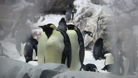 Emperor Penguins in an enclosed Habitat  Stock Video