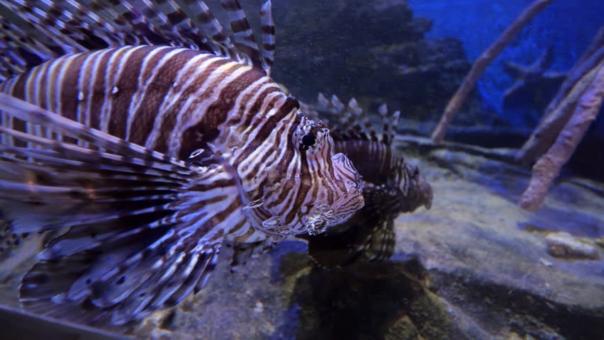 Close-up slow motion tracking shot of a lionfish swimming in an aquarium, its striped body and venomous spiny fins moving gracefully. Focus stays on the eyes of this striking marine predator.