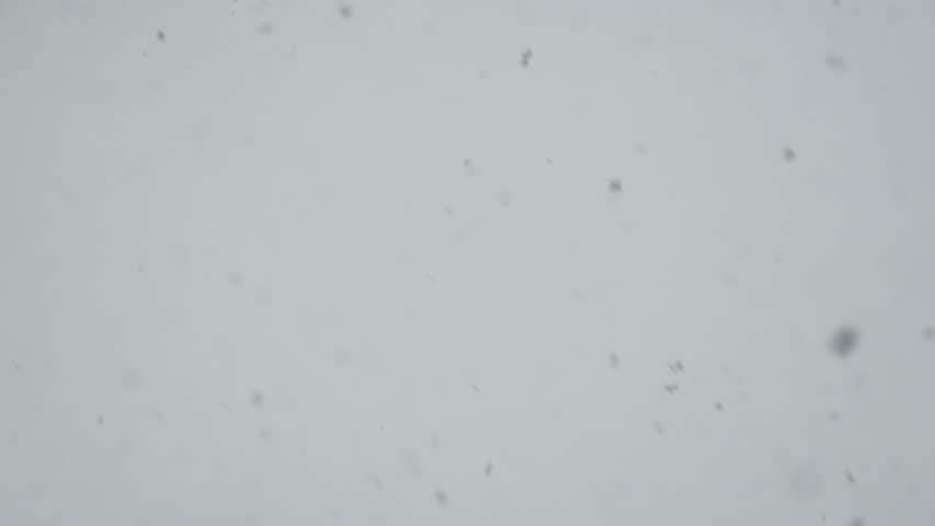 Close up of snowflakes falling during blizzard. Heavy snowfall in slow motion. Total whiteout in harsh winter snow storm.
