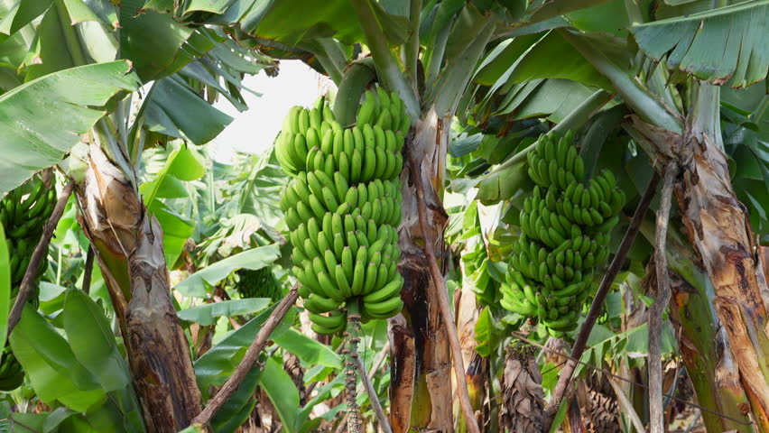 Immature green banana bunch and flower hanging on a tree in a tropical plantation in Canary Islands
