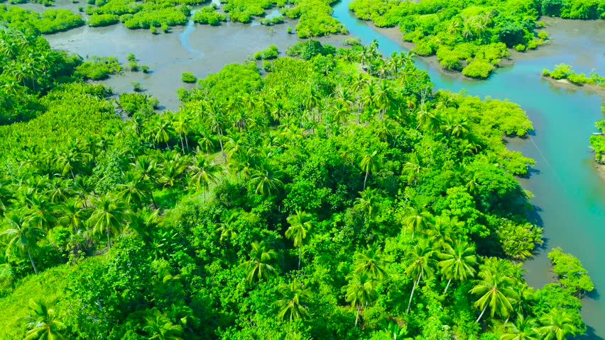 Aerial tropical landscape with green mangrove forests, numerous palm trees, and winding blue waterways, Siargao, Philippines.