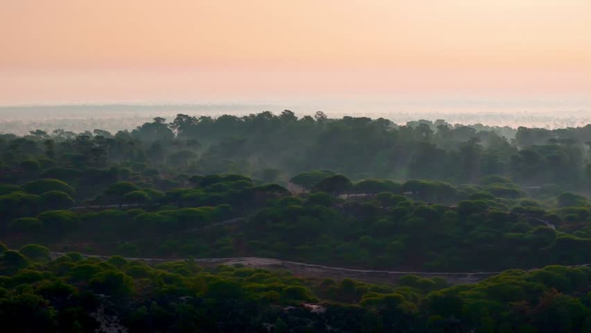 A drone scene of a golden sunrise with warm light over dense green forest canopy coast, Portugal