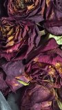 Vertical video close-up of withered and dried red roses, symbolizing fading love, the passage of time, sadness, and nostalgia. Perfect for artistic and emotional visual themes. - Powered by Shutterstock - Get 15% off with code: PIKWIZARD15