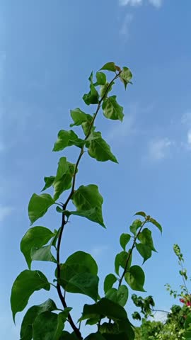 A young, thorny vine with bright green leaves stretches vertically toward a clear, light blue sky with wispy white clouds, symbolizing growth and aspiration.

