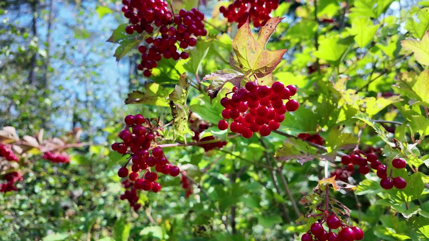 Close up of Bright Red Berries on Branch with Sunlight and Green Foliage