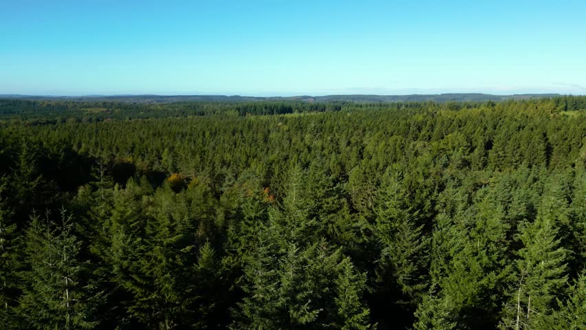 Aerial drone flying over pine tree forest canopy