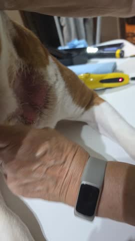 Hot Spot on dog infected 