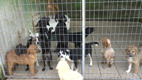 Cute puppies seeking attention in a dog sanctuary