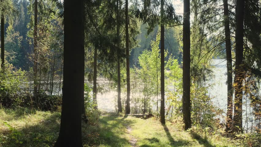 autumn forest and sparkling lake water on the trees