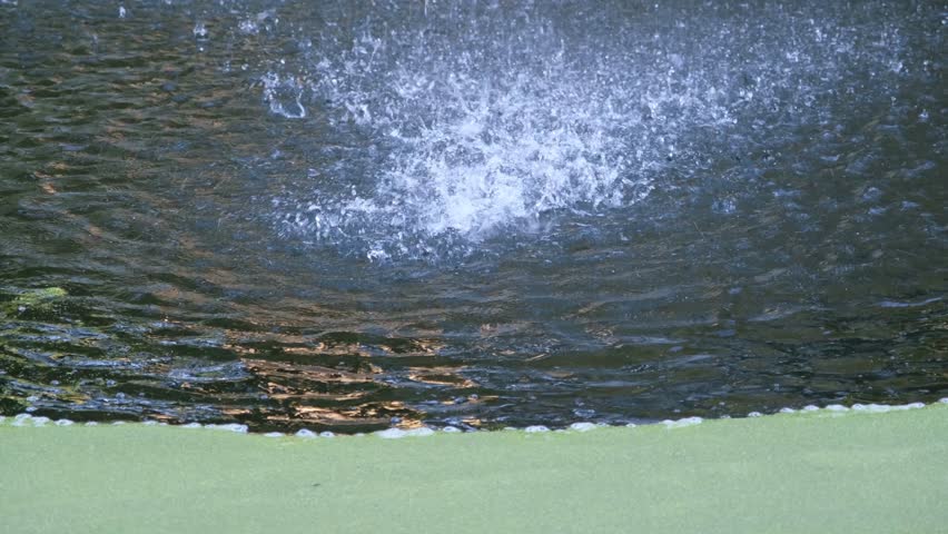 Water droplets from a fountain (out of sight) falling, splashing into a pond or pool covered in green algae creating abstract ripple and wave like shapes and background. Autumn day outdoors. 