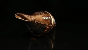 Close-up 4K video of a striking
brown and white striped spiral
Melongena seashell against a pure
black background. - Powered by Shutterstock - Get 15% off with code: PIKWIZARD15