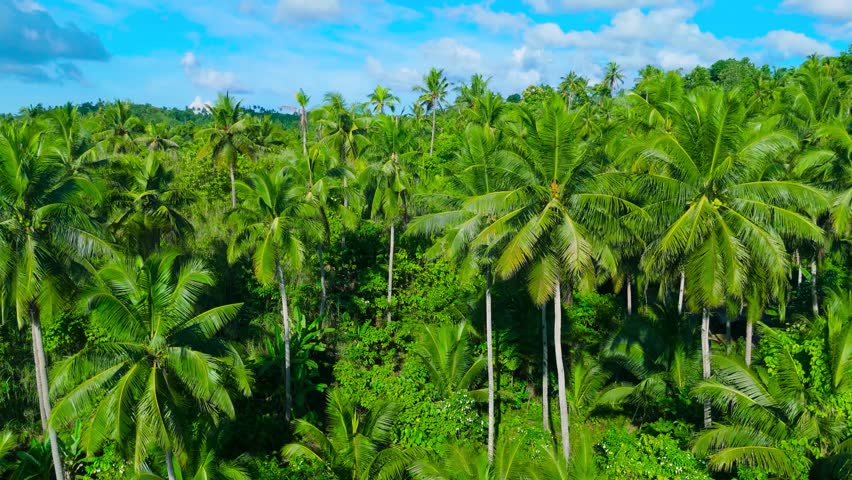 Aerial of a dense tropical palm forest with green vegetation and a blue sky in Siargao, Philippines.
