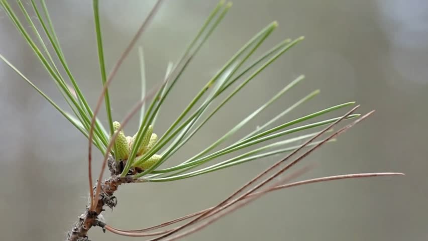 Young pine cones on a branch in April month, macro shooting