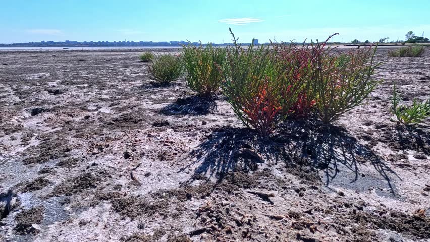 Kuialnyk Estuary, common glasswort Salicornia europaea, succulent plant grows on salty mud on the shore of a reservoir, Odessa region